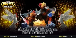 đá gà cựa sắt