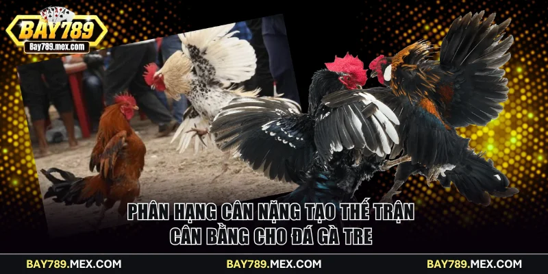 Phân hạng cân nặng tạo thế trận cân bằng cho đá gà Tre